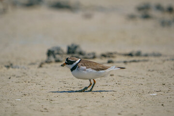 Little Ringed Plover (Charadrius dubius) feeding in the swamp