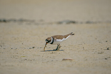 Little Ringed Plover (Charadrius dubius) feeding in the swamp