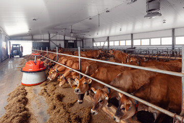 Robot pushes hay feed to animal cows on modern farm. Concept industrial robotic automated husbandry