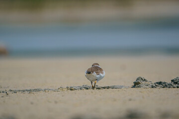 Little Ringed Plover (Charadrius dubius) feeding in the swamp
