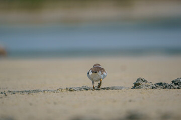 Little Ringed Plover (Charadrius dubius) feeding in the swamp