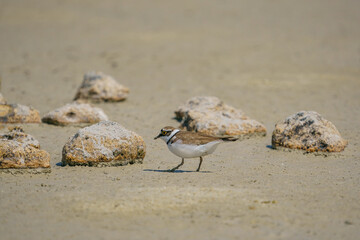 Little Ringed Plover (Charadrius dubius) feeding in the swamp