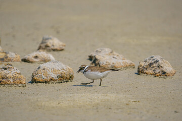 Little Ringed Plover (Charadrius dubius) feeding in the swamp