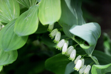 Lily of the valley bells with green leaves.