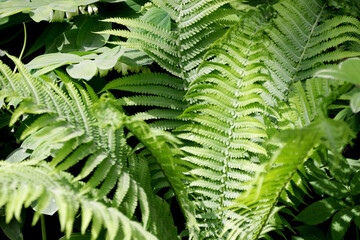 Fern with green leaves.