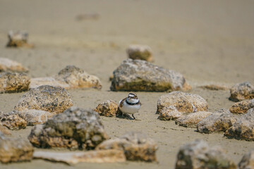 Little Ringed Plover (Charadrius dubius) feeding in the swamp