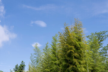 Fototapeta na wymiar Close up of Moso Bamboo under the blue sky