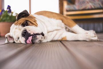 lying The Bulldog (the English Bulldog or British Bulldog)