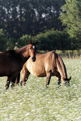 Obraz premium Two beautiful brown horses on the meadow