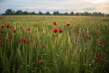 field of poppies