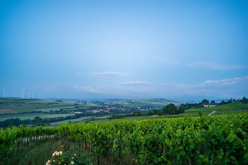 Fototapeta na wymiar vineyard before sunrise