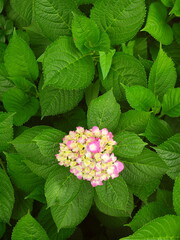 咲き始めた一輪のピンクの紫陽花