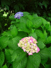 Fototapeta premium 放水路土手に咲き始めたピンクの一輪の額紫陽花