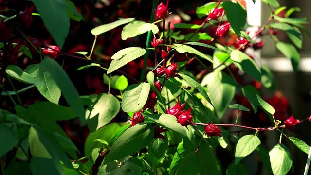 Nice Wide shot of Bunched together Roselle Red Hibiscus Sorrel Plant wind blowing