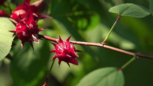 Nice Static Shot Wind Blowing of Red Roselle Hibiscus Sorrel on Stem