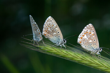 Macro shots, Beautiful nature scene. Closeup beautiful butterfly sitting on the flower in a summer garden.