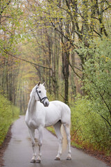 White Horse in Forest