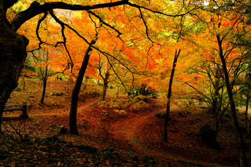 紅葉で染まる