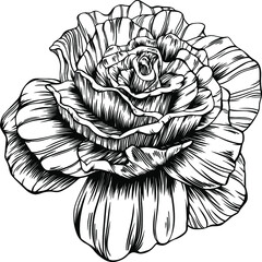 Rose flower outline vector. Hand drawn.