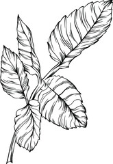 Rose leaf isolated on white. Hand drawn line vector illustration. Eps 10