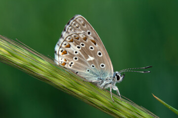 Obraz premium Macro shots, Beautiful nature scene. Closeup beautiful butterfly sitting on the flower in a summer garden.