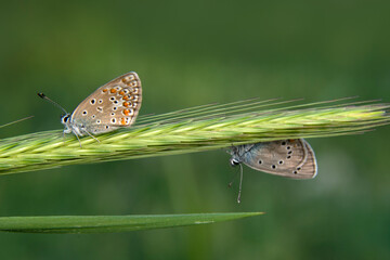 Macro shots, Beautiful nature scene. Closeup beautiful butterfly sitting on the flower in a summer garden.