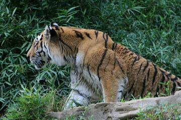 最強ハンターのアムールトラ