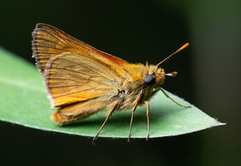 Small skipper butterfly on a leaf