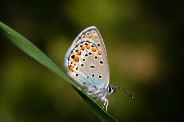 Macro shots, Beautiful nature scene. Closeup beautiful butterfly sitting on the flower in a summer garden.
