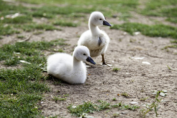 Little swan cubs