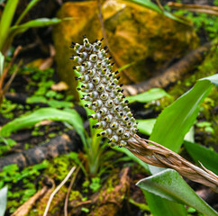 Aechmea bromeliifolia is a bromeliad native to southern Mexico, Central America, Trinidad, and South America
