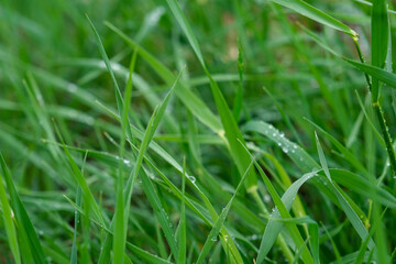 Fresh green grass with dew drops close up. Water drops on fresh grass after rain. Macro shot of light morning dew on green grass.