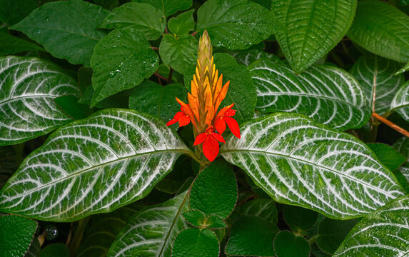 Fiery Spike (Aphelandra aurantiaca), Acanthaceae. Occurrence in South and Central America.