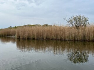 Beautiful landscape sunrise reed beds  on Hickling Broad nature reserve in Norfolk East Anglia uk with sun breaking through cloud reflect in still water on dawn chorus boat ride in early morning light