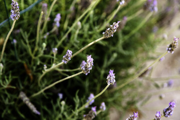 Lavender flowers in the field