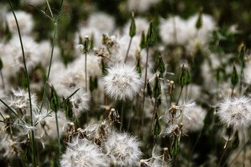 Dandelion in the forest