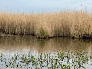 Beautiful landscape sunrise reed beds  on Hickling Broad nature reserve in Norfolk East Anglia uk with sun breaking through cloud reflect in still water on dawn chorus boat ride in early morning light