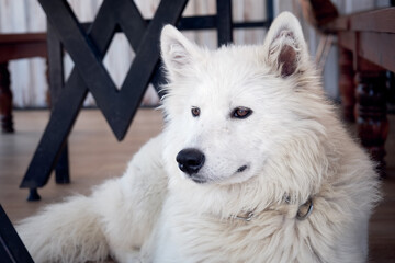 White domesticated arctic wolf lying down and resting on the floor.