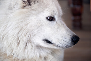 Fototapeta premium Close up portrait of a white domesticated arctic wolf.
