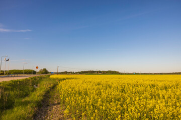Obraz premium Rapeseed field along asphalt road and green trees on blue sky background. Sweden. 
