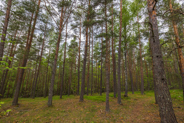 Beautiful landscape forest view of through pine trees. Sweden. 