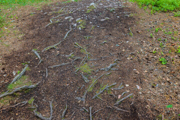 Close up view of old tree roots on rough rocky forest soil landscape. Rough texture of forest landscape. Sweden.