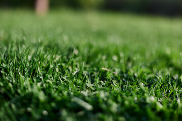 View of young green grass in the park, taken close-up with a beautiful blurring of the background