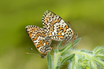 Macro shots, Beautiful nature scene. Closeup beautiful butterfly sitting on the flower in a summer garden.
