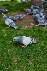 Obraz premium A flock of pigeons in the park. Feeding pigeons. Pigeons peck on the lawn.