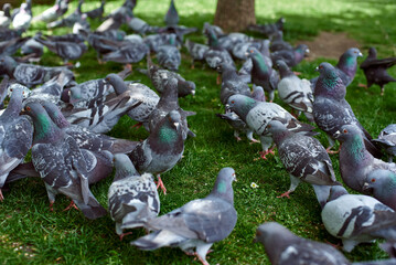 A flock of pigeons in the park. Feeding pigeons. Pigeons peck on the lawn. - obrazy, fototapety, plakaty