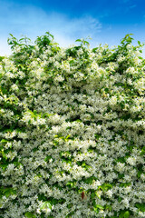 The jasmine hedge in bloom in the summer time