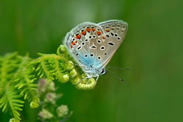 Macro shots, Beautiful nature scene. Closeup beautiful butterfly sitting on the flower in a summer garden.
