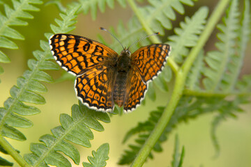 Macro shots, Beautiful nature scene. Closeup beautiful butterfly sitting on the flower in a summer garden.