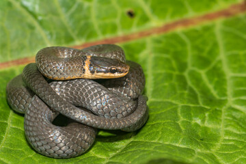 Northern Ringneck Snake - Diadophis punctatus edwardsii